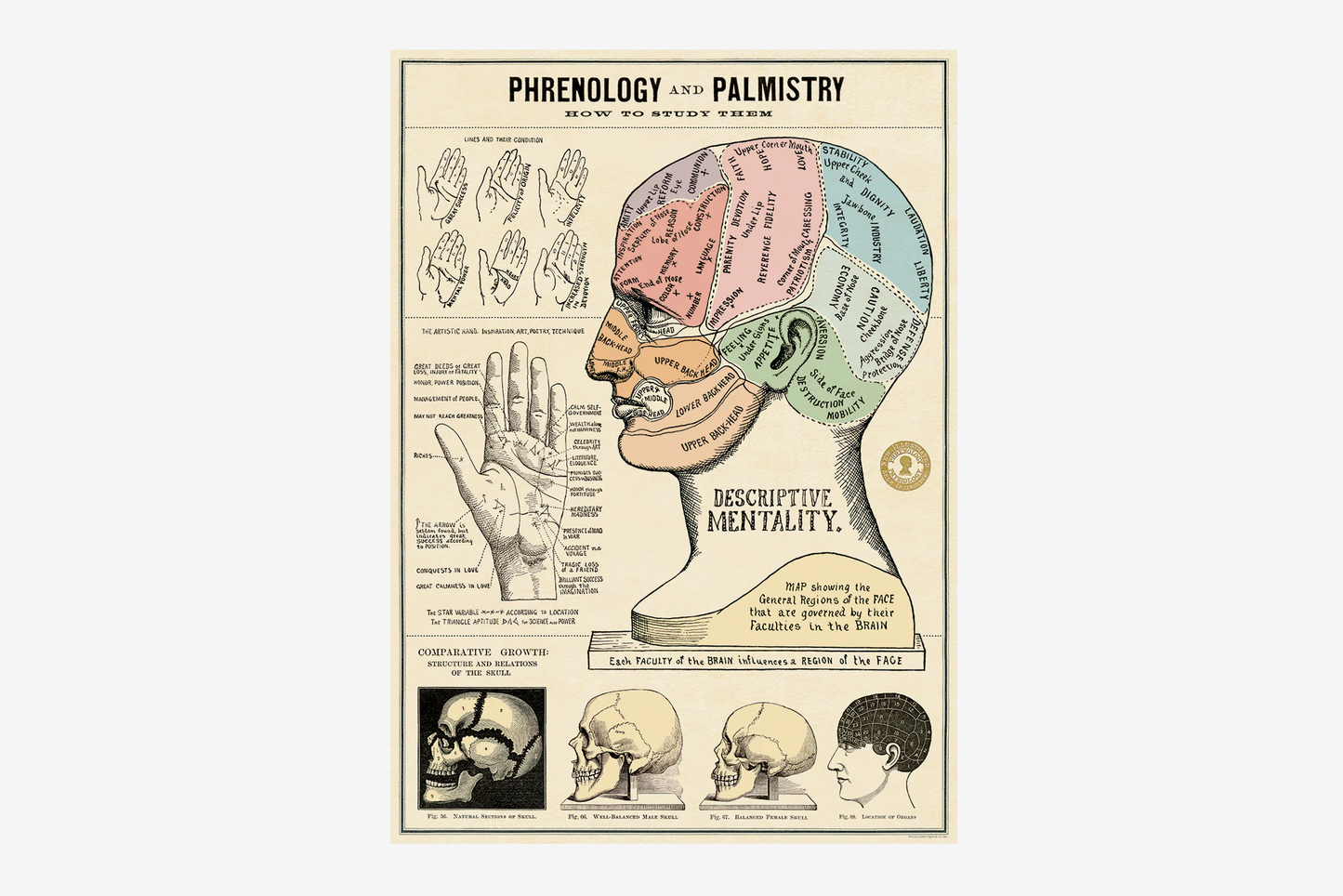 Cavallini Poster - Phrenology & Palmistry | Flywheel | Stationery | Tasmania
