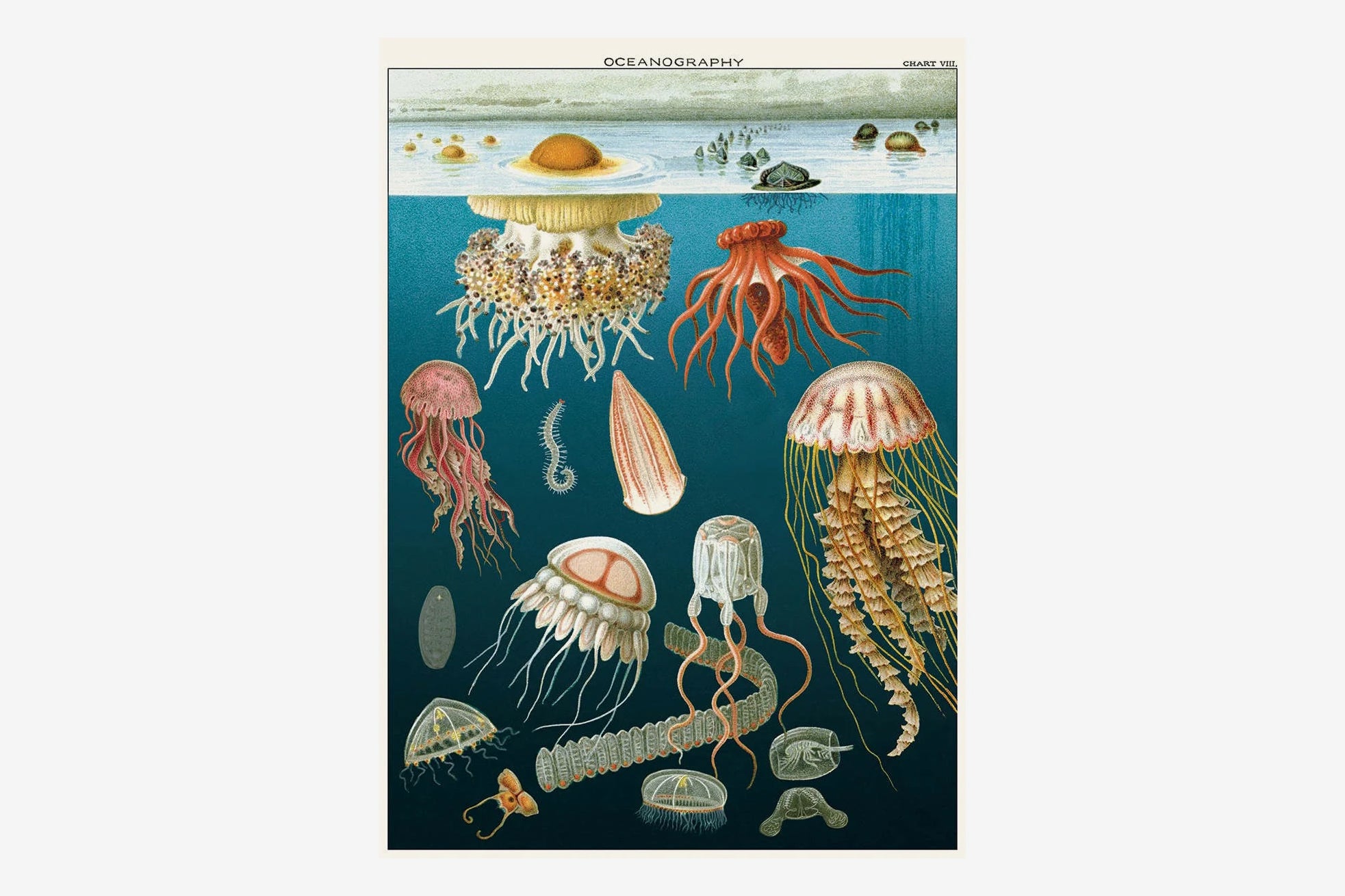 Cavallini Poster Jellyfish Flywheel cavallini-poster-jellyfish-flywheel