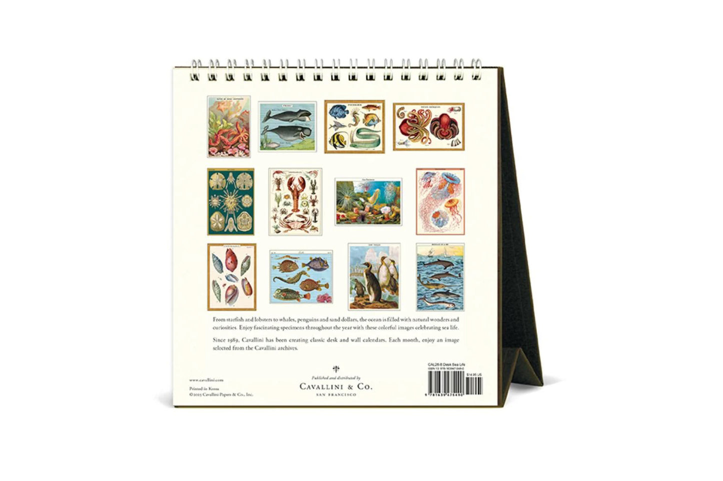 Cavallini 2026 Desk Calendar - Sea Life | Flywheel | Stationery | Tasmania