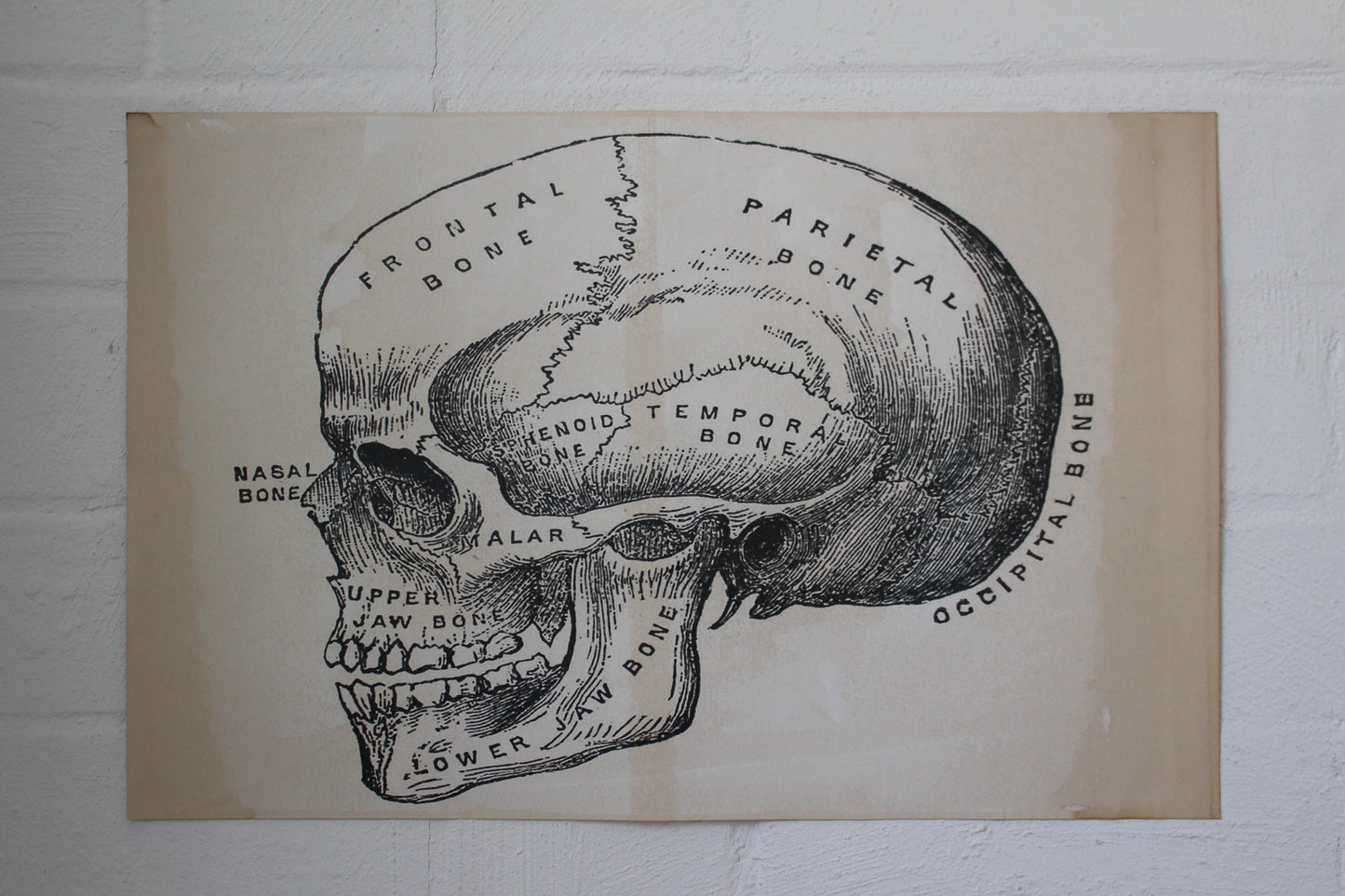 Monahan Poster - Cranium | Flywheel | Stationery | Tasmania