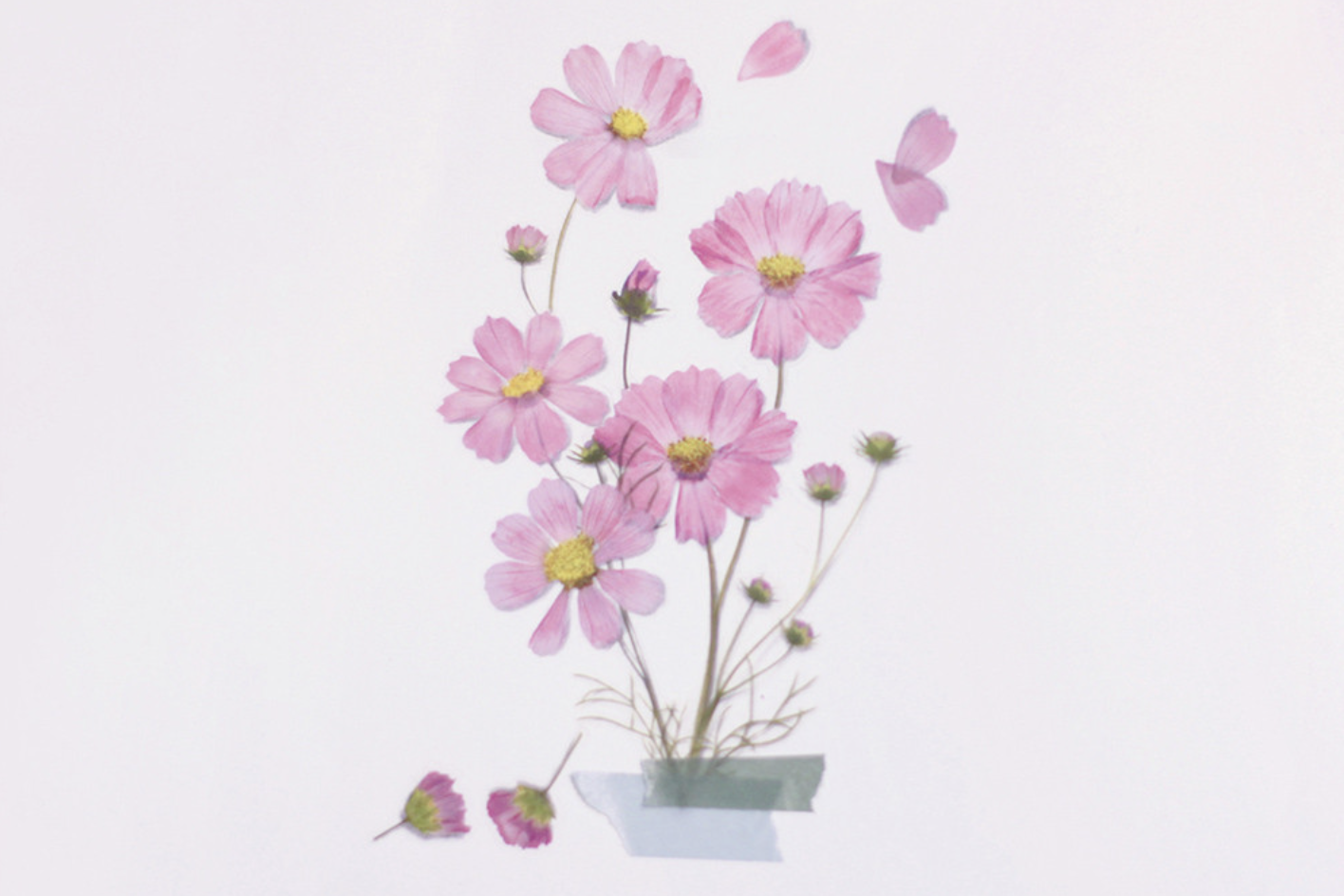 Appree Pressed Flower Stickers - Cosmos | Flywheel | Stationery | Tasmania