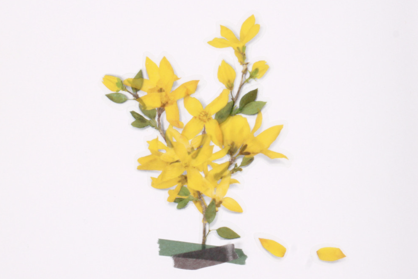 Appree Pressed Flower Stickers - Forsythia | Flywheel | Stationery | Tasmania