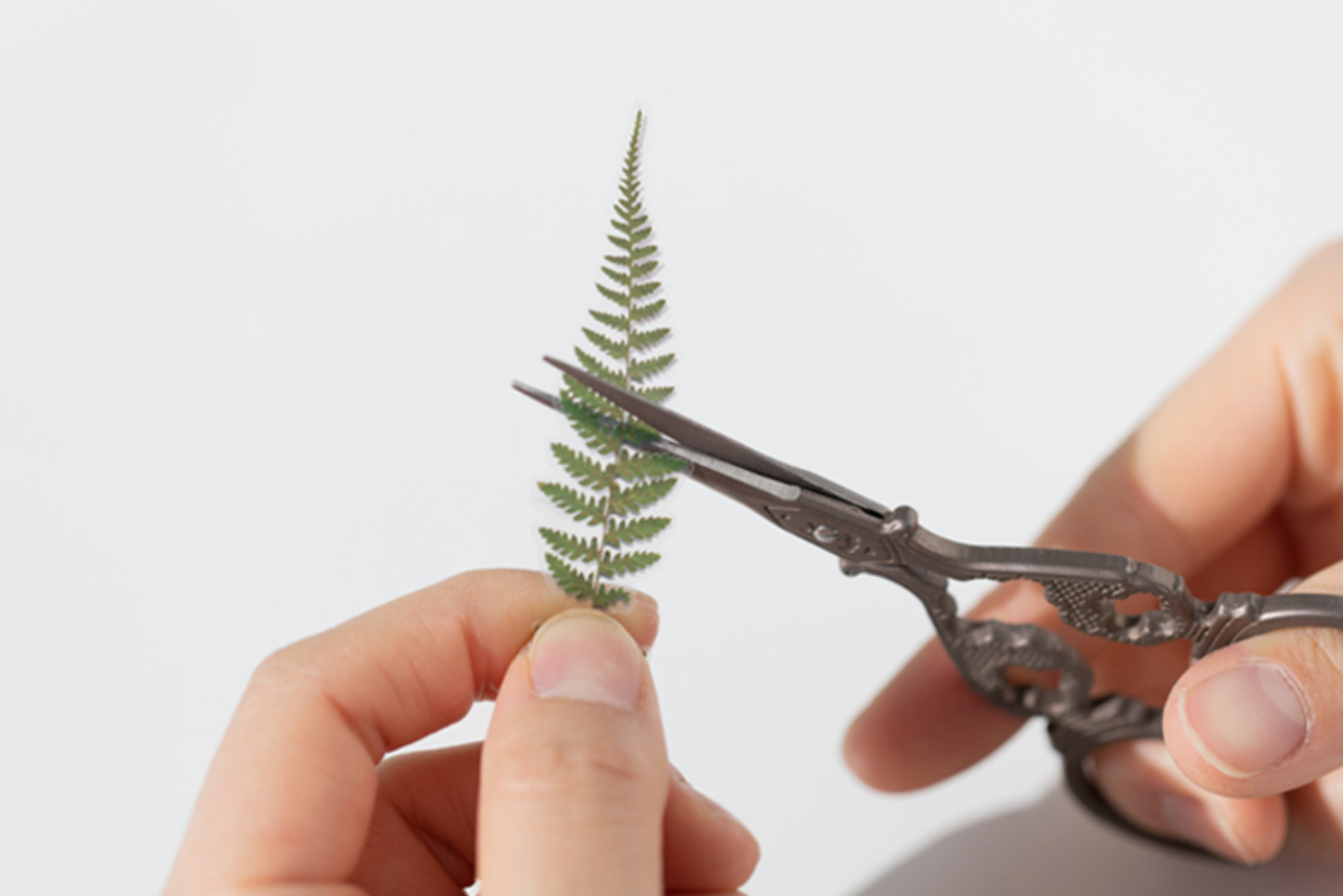 Appree Pressed Flower Stickers - Bracken | Flywheel | Stationery | Tasmania