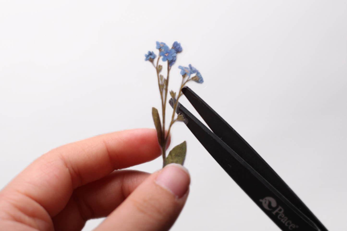 Appree Pressed Flower Stickers - Forget Me Not | Flywheel | Stationery | Tasmania