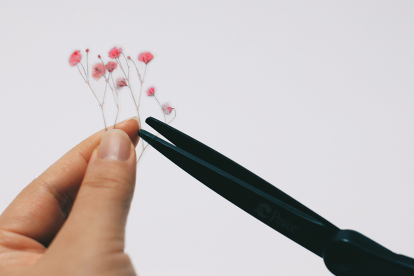 Appree Pressed Flower Stickers - Gypsophila | Flywheel | Stationery | Tasmania