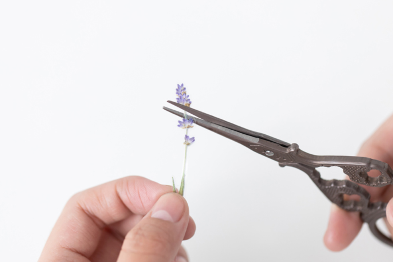 Appree Pressed Flower Stickers - Lavender | Flywheel | Stationery | Tasmania