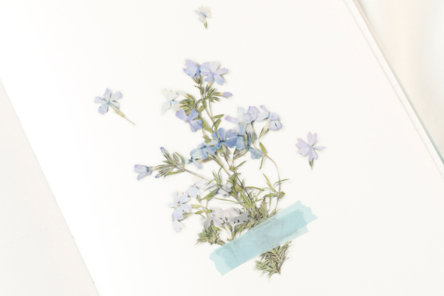 Appree Pressed Flower Stickers - Moss Phlox | Flywheel | Stationery | Tasmania