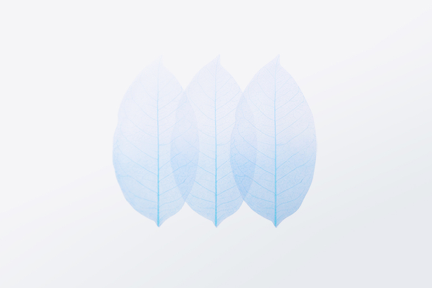 Appree Sticky Leaf Tracing Memo Notes - Birch Yellow | Flywheel | Stationery | Tasmania