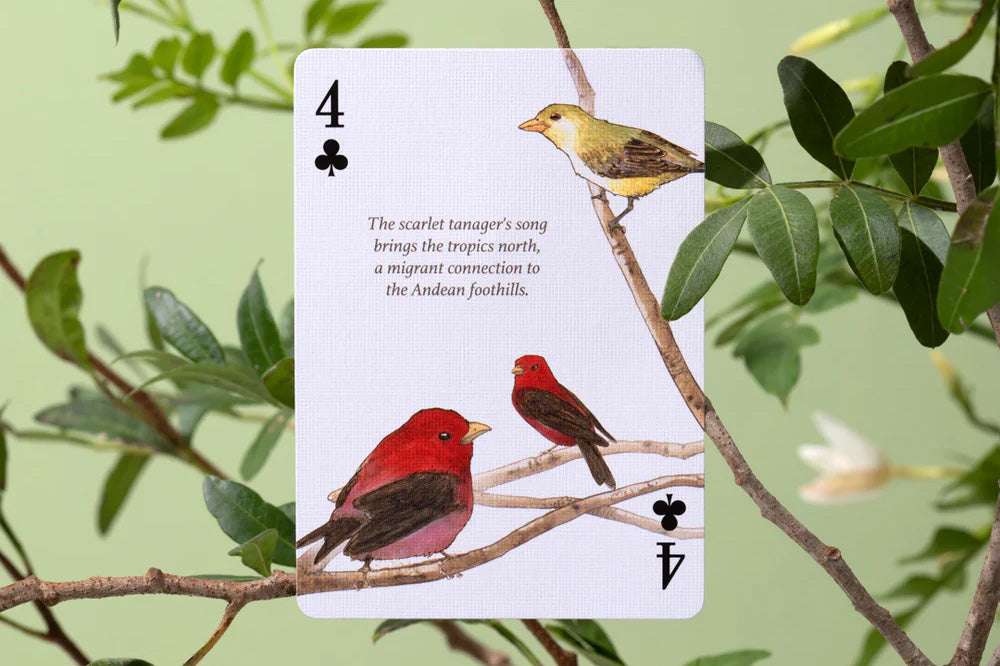 Playing Cards - Eastern Forest | Flywheel | Stationery | Tasmania
