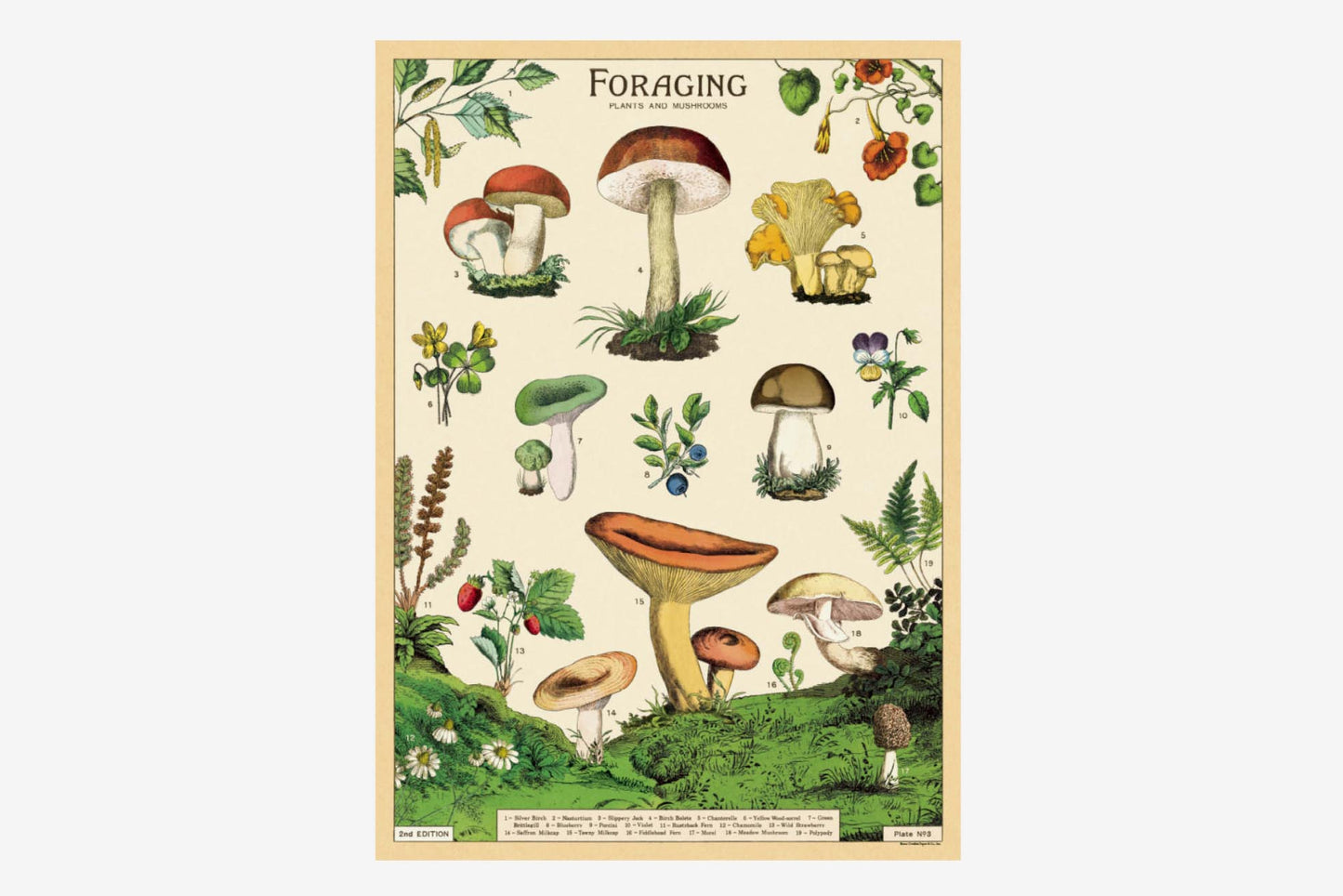 Cavallini Poster - Foraging | Flywheel | Stationery | Tasmania