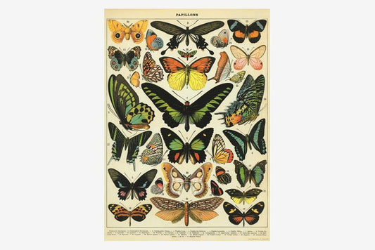 Cavallini Poster - Butterflies | Flywheel | Stationery | Tasmania