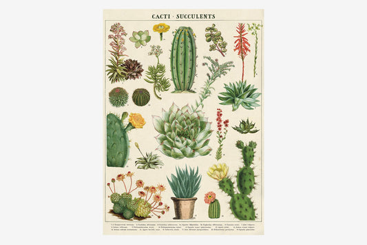 Cavallini Poster - Cacti and Succulents | Flywheel | Stationery | Tasmania
