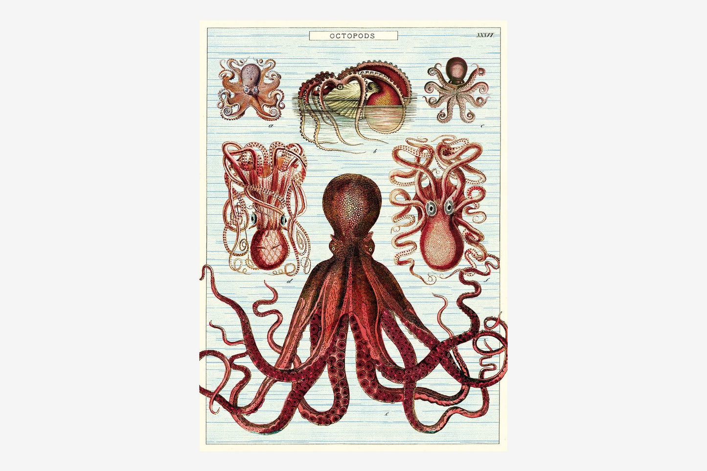 Cavallini Poster - Octopods | Flywheel | Stationery | Tasmania