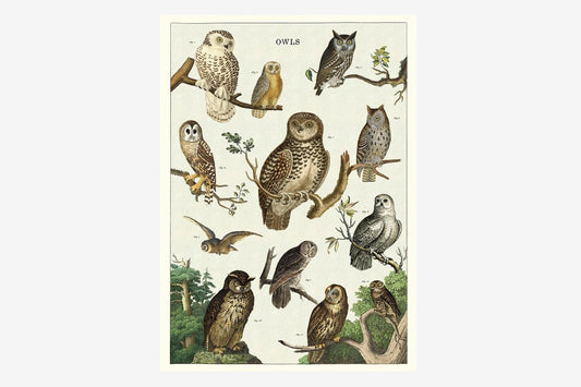 Cavallini Poster - Owl Chart | Flywheel | Stationery | Tasmania