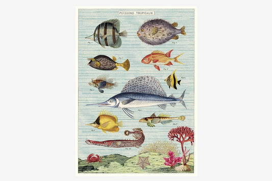 Cavallini Poster - Tropical Fish | Flywheel | Stationery | Tasmania