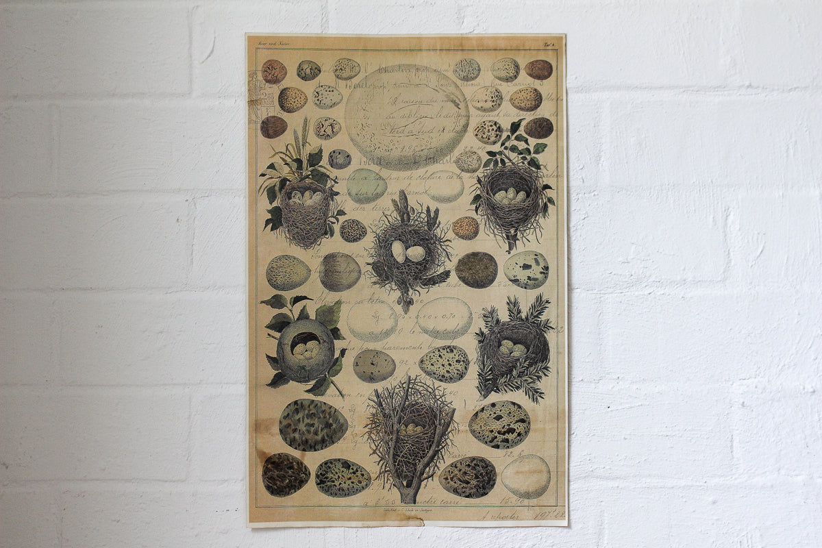 Monahan Poster - Eggs & Nests | Flywheel | Stationery | Tasmania
