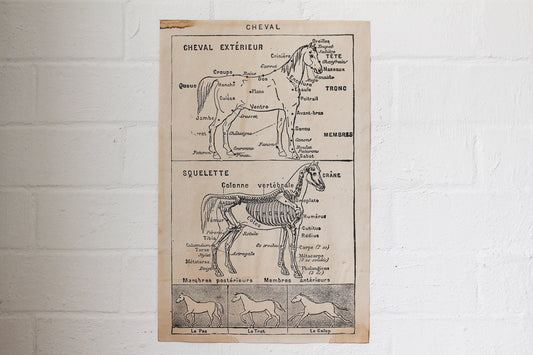 Monahan Poster - Horse Skeleton | Flywheel | Stationery | Tasmania