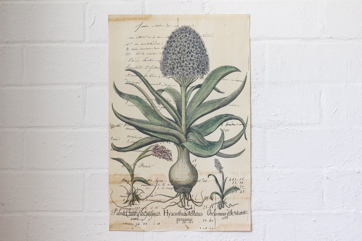 Monahan Poster - Hyacinth | Flywheel | Stationery | Tasmania