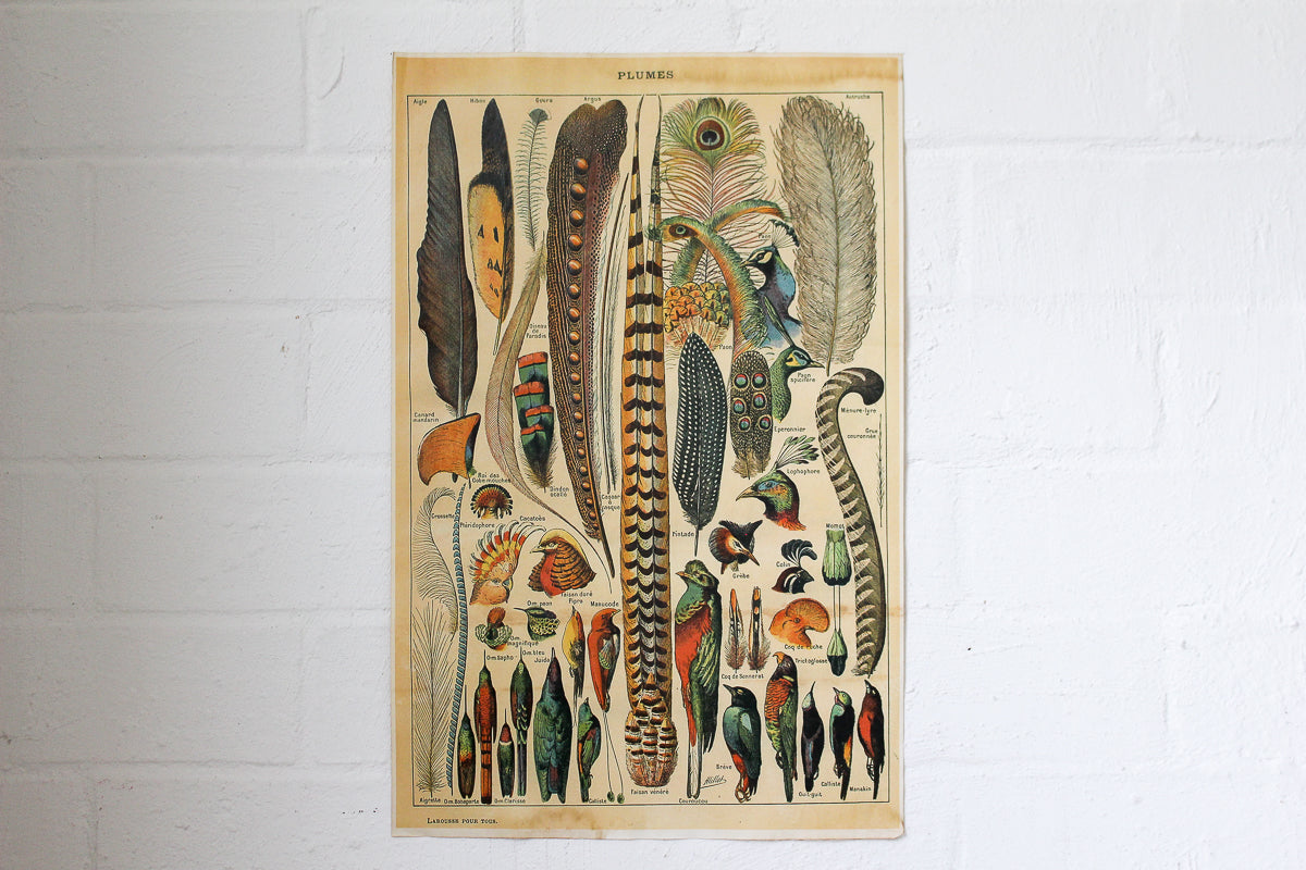 Monahan Poster - Plumes | Flywheel | Stationery | Tasmania