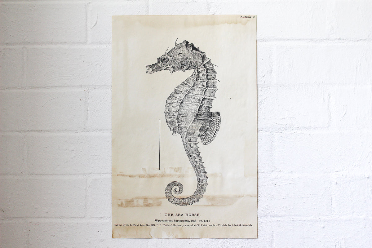 Monahan Poster - Seahorse | Flywheel | Stationery | Tasmania