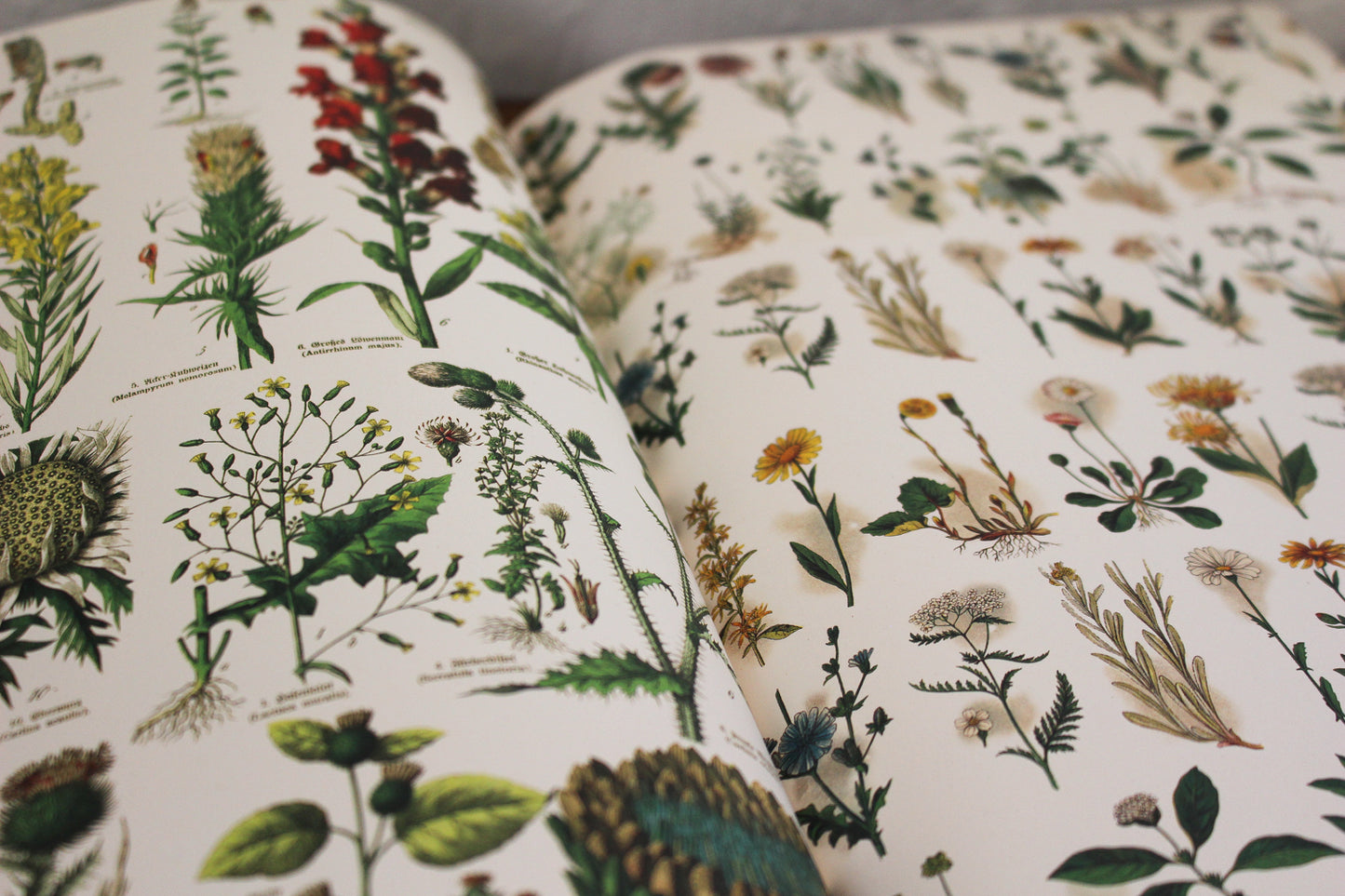 Pepin Press Gift & Creative Papers Book - Flora | Flywheel | Stationery | Tasmania