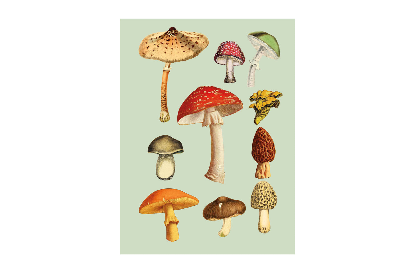 The Antiquarian Sticker Book | Flywheel | Stationery | Tasmania