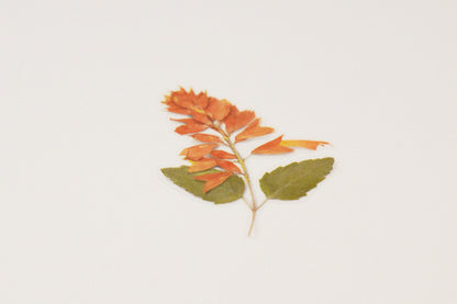 Appree Pressed Flower Stickers - Salvia | Flywheel | Stationery | Tasmania