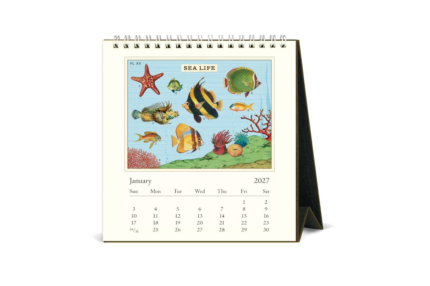 Cavallini 2027 Desk Calendar - Sea Life