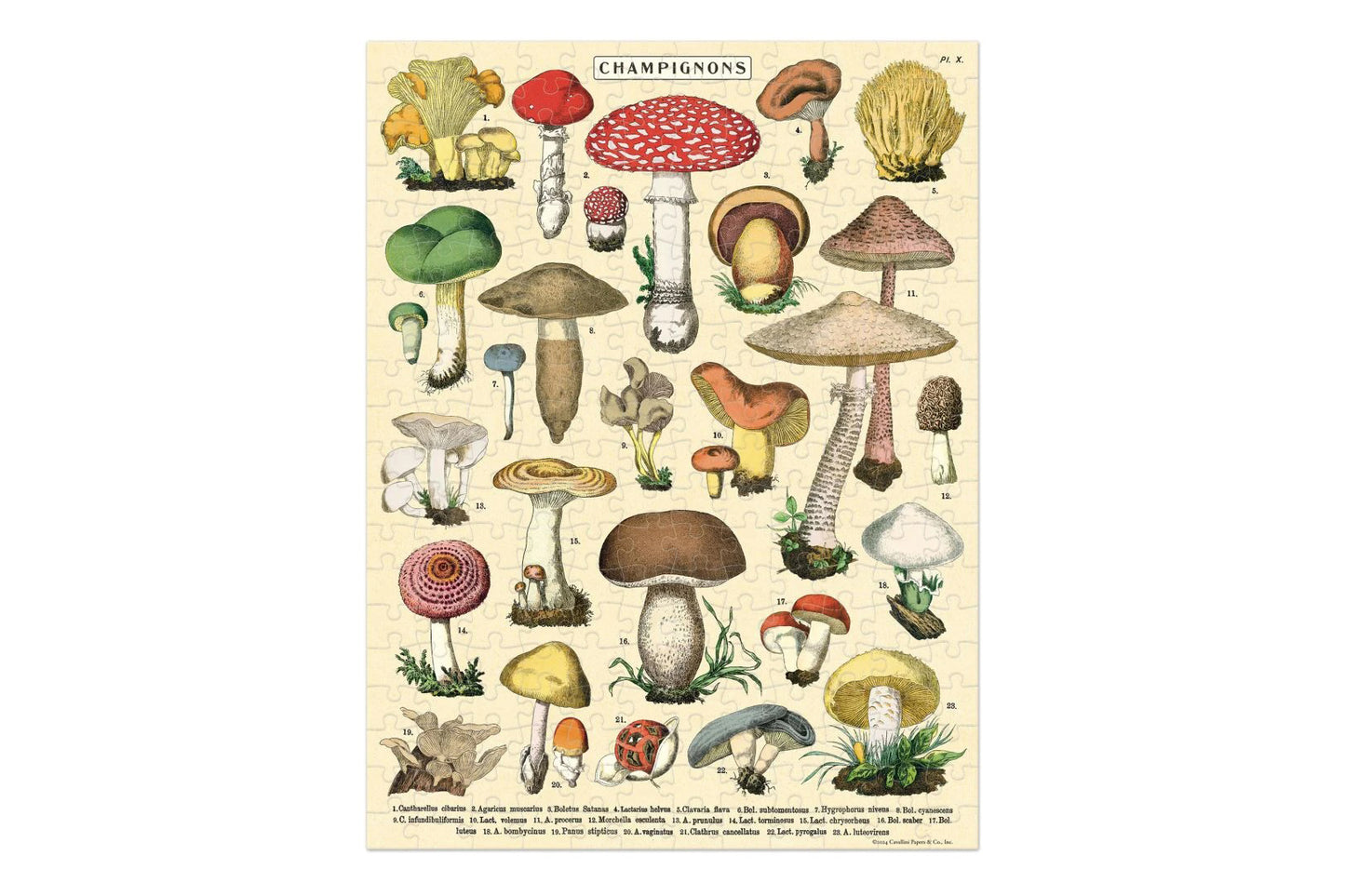 Cavallini 240 Piece Puzzle - Mushrooms | Flywheel | Stationery | Tasmania