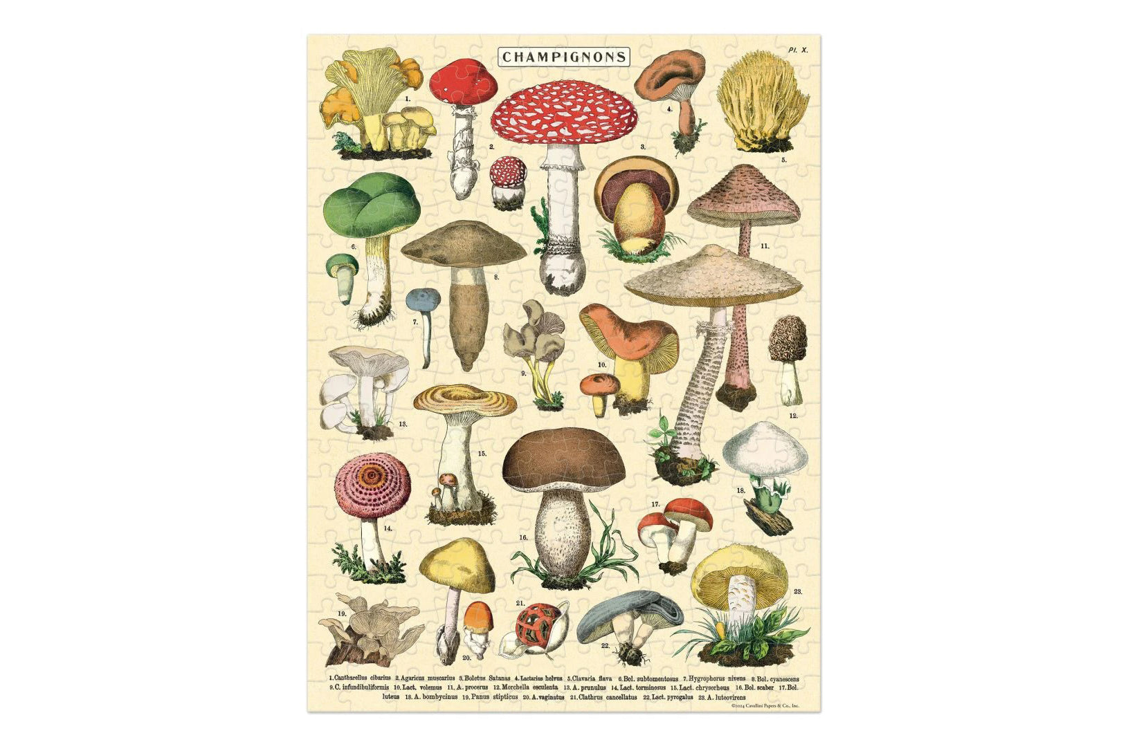 Cavallini 240 Piece Puzzle - Mushrooms | Flywheel | Stationery | Tasmania