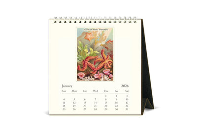 Cavallini 2026 Desk Calendar - Sea Life | Flywheel | Stationery | Tasmania