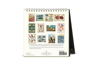 Cavallini 2026 Desk Calendar - Sea Life | Flywheel | Stationery | Tasmania