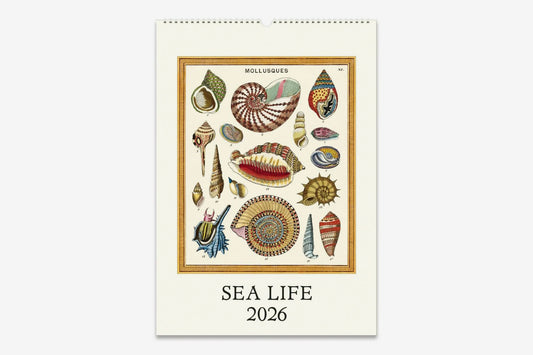 Cavallini 2026 Wall Calendar - Sea Life | Flywheel | Stationery | Tasmania