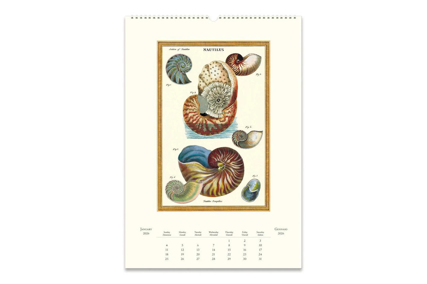 Cavallini 2026 Wall Calendar - Sea Life | Flywheel | Stationery | Tasmania
