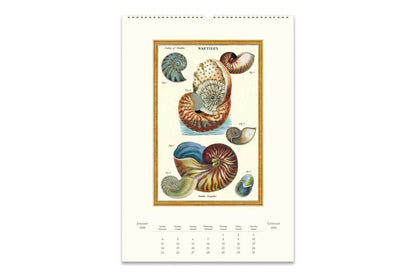 Cavallini 2026 Wall Calendar - Sea Life | Flywheel | Stationery | Tasmania