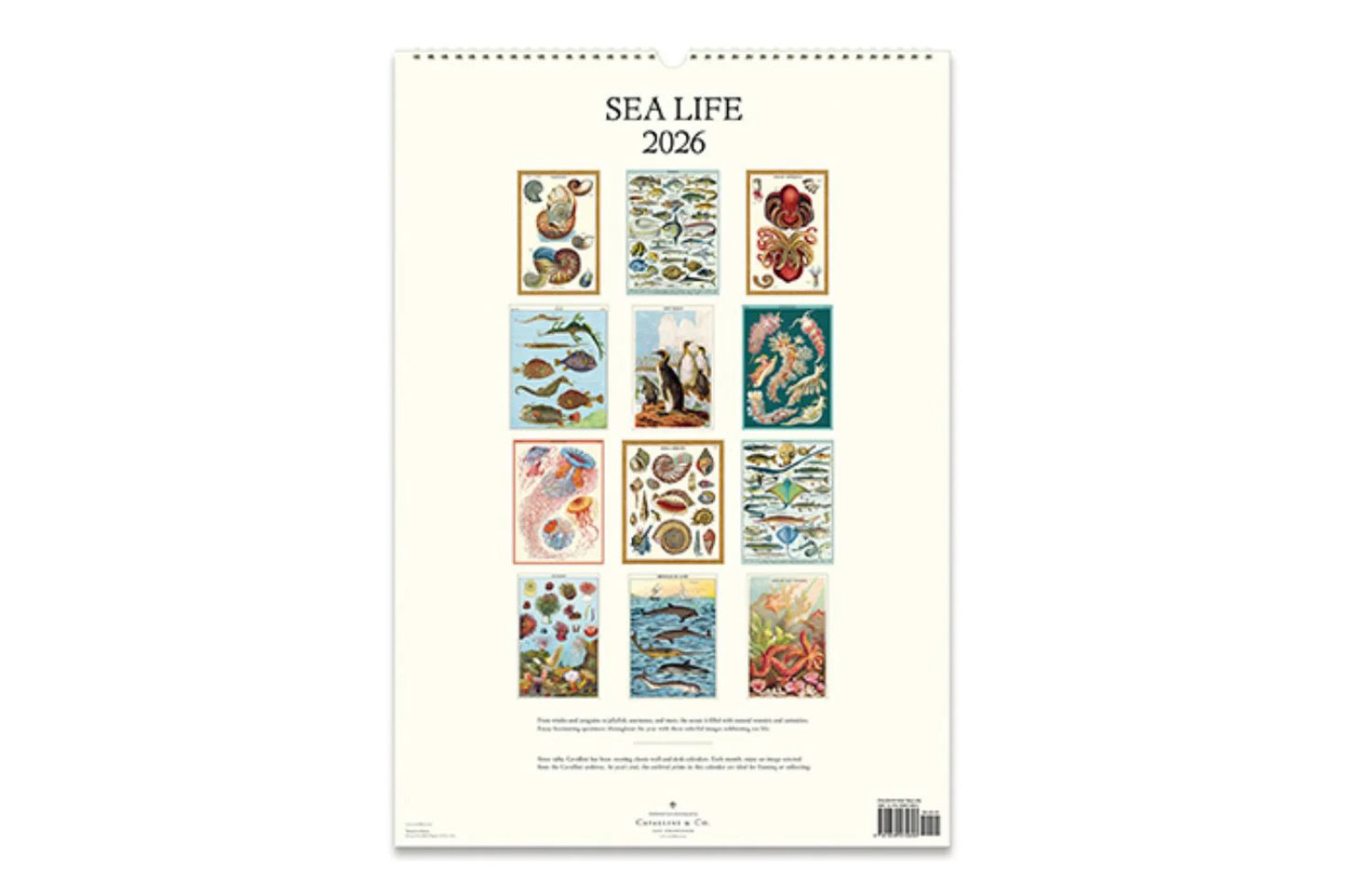 Cavallini 2026 Wall Calendar - Sea Life | Flywheel | Stationery | Tasmania