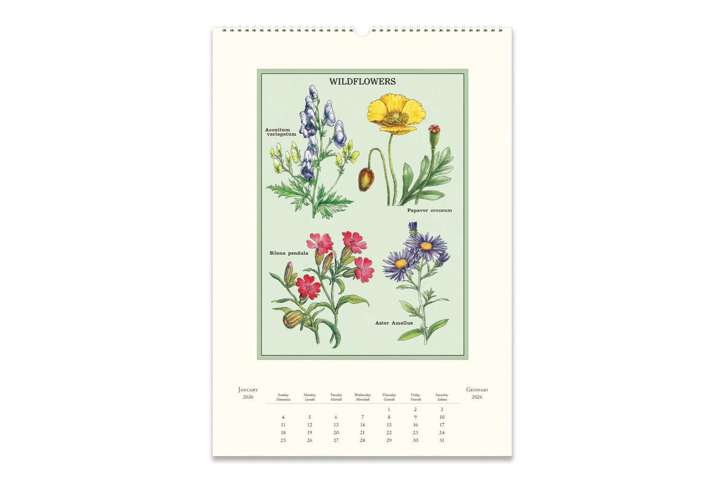 Cavallini 2026 Wall Calendar - Wildflowers | Flywheel | Stationery | Tasmania
