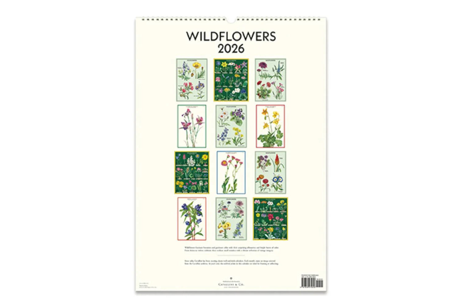 Cavallini 2026 Wall Calendar - Wildflowers | Flywheel | Stationery | Tasmania