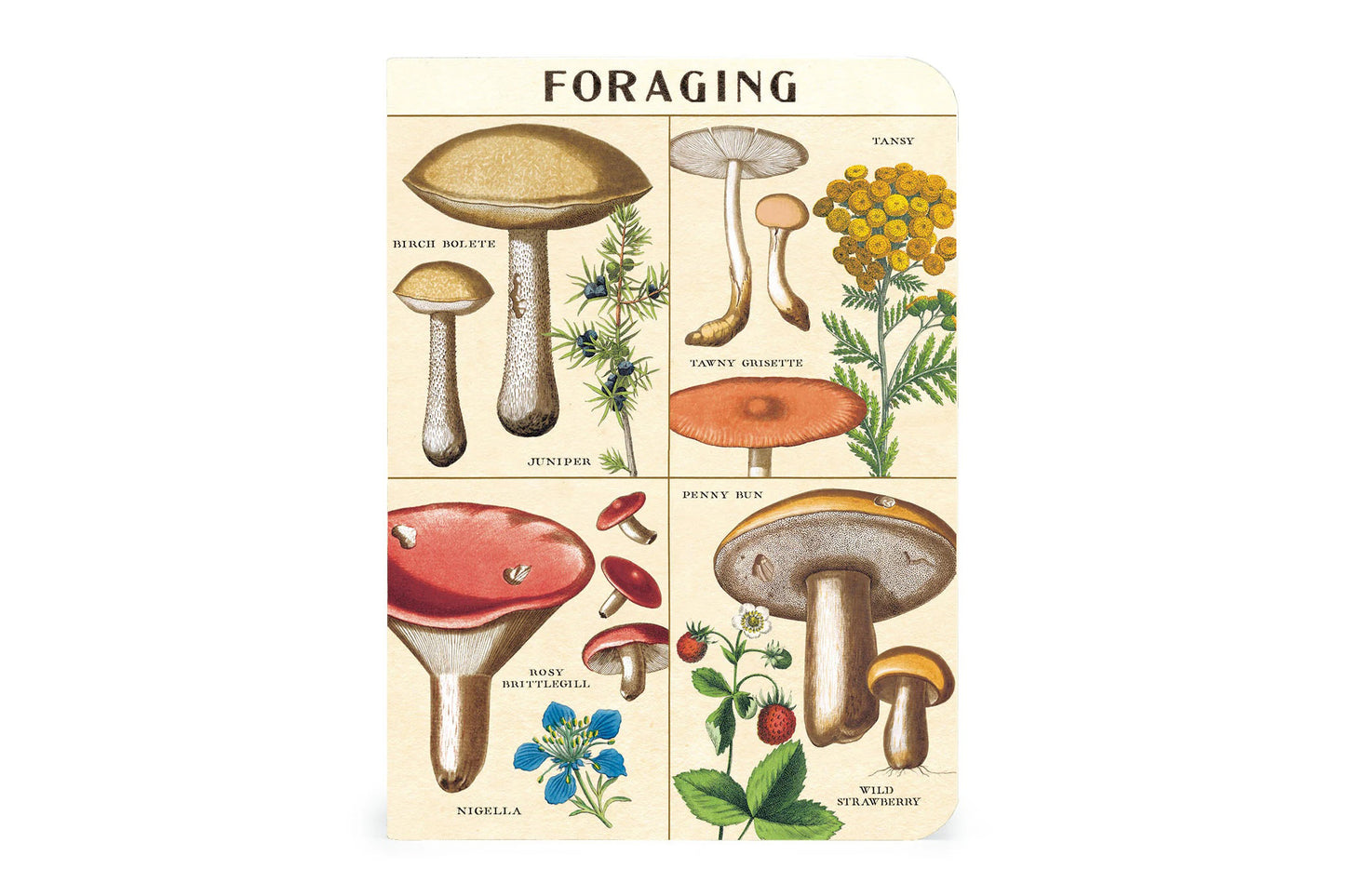 Cavallini Mini Notebook Set - Foraging | Flywheel | Stationery | Tasmania