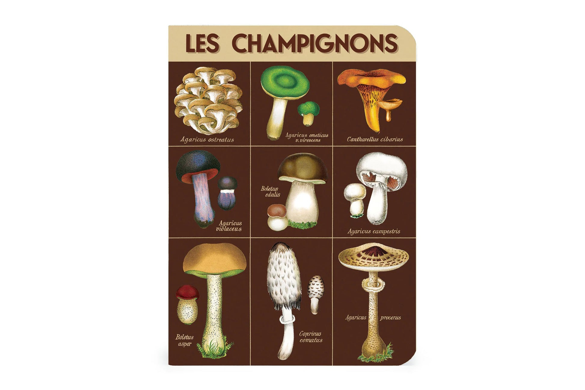 Cavallini Mini Notebook Set - Foraging | Flywheel | Stationery | Tasmania