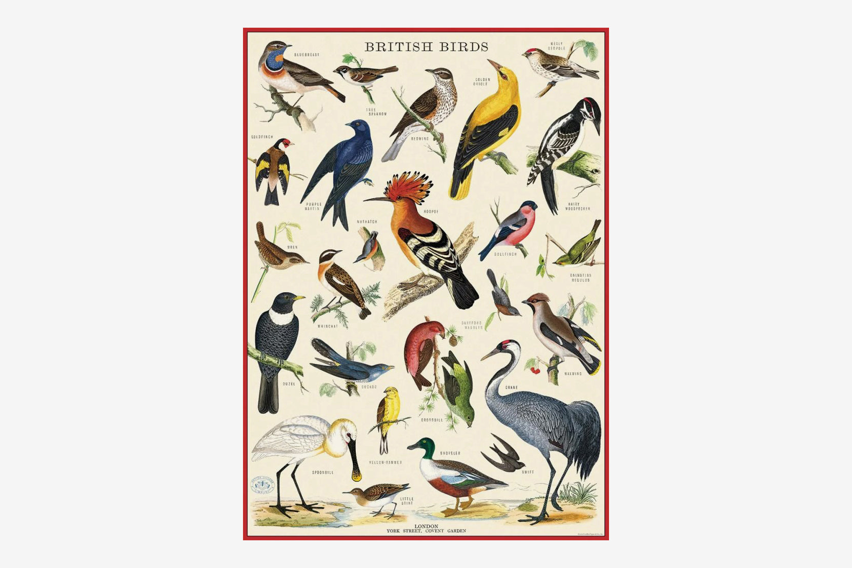 Cavallini Poster - British Birds | Flywheel | Stationery | Tasmania