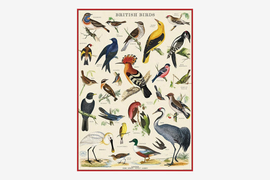 Cavallini Poster - British Birds | Flywheel | Stationery | Tasmania