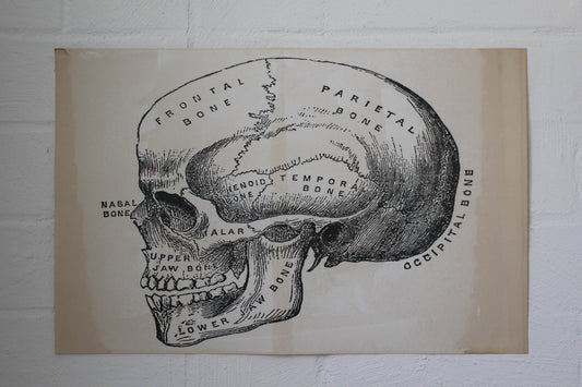 Monahan Poster - Cranium | Flywheel | Stationery | Tasmania
