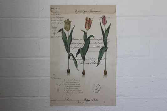 Monahan Poster - Tulips | Flywheel | Stationery | Tasmania