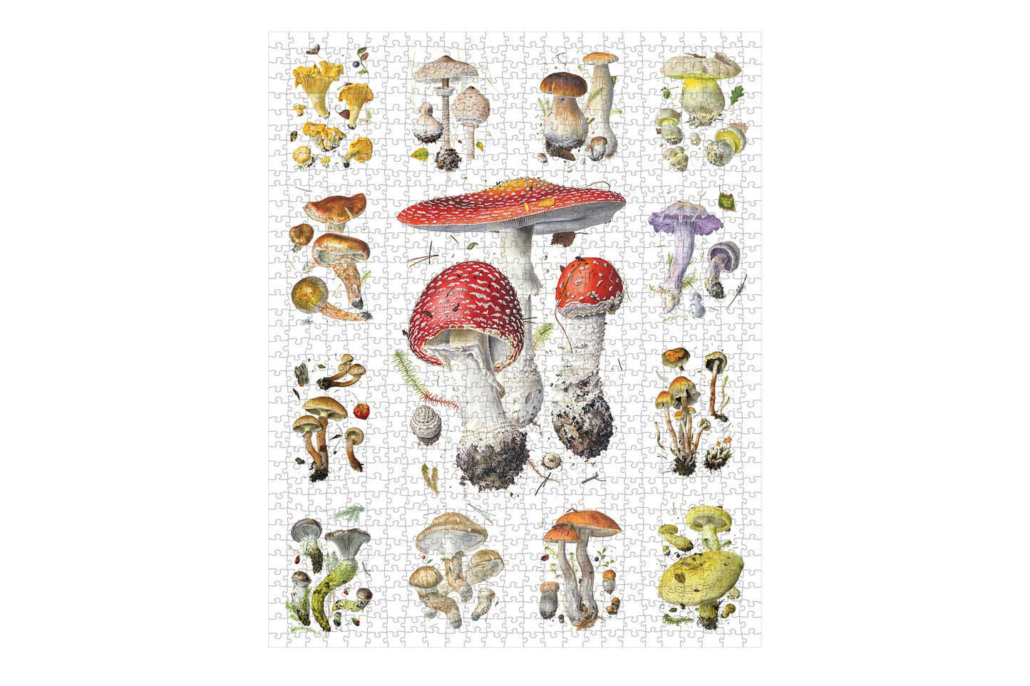 Pomegranate 1000 Piece Puzzle - Mushrooms | Flywheel | Stationery | Tasmania