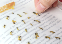 Appree Nature Stickers - Bees