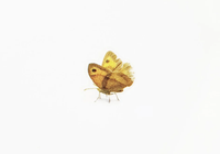 Appree Nature Stickers - Butterflies