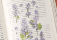 Appree Pressed Flower Stickers - Lilac | Flywheel | Stationery | Tasmania