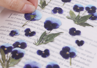 Appree Pressed Flower Stickers - Pansy