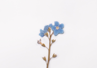 Appree Pressed Flower Stickers - Forget Me Not